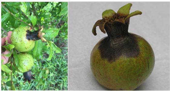 Figure 1. Fruit tip dieback of pomegranate caused by Colletotrichum spp.